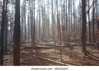 Smoke Is Back Lit By The Afternoon Sun As It Settles Around Lodge Pole Pine Trees That Have Been Burnt By The National Creek Complex Fire In Oregon.