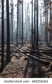 Smoke Is Back Lit By The Afternoon Sun As It Settles Around Lodge Pole Pine Trees That Have Been Burnt By The National Creek Complex Fire In Oregon.