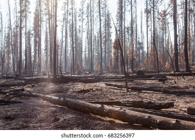 Smoke Is Back Lit By The Afternoon Sun As It Settles Around Lodge Pole Pine Trees That Have Been Burnt By The National Creek Complex Fire In Oregon.