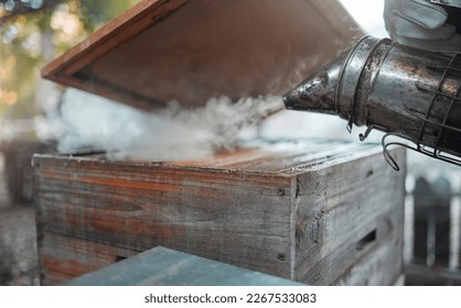 Smoke, beekeeping and agriculture with a wood box and bee smoker for production of honey, honeycomb and beeswax on farm. Apiarist worker working to calm hive or insects for maintenance and inspection - Powered by Shutterstock