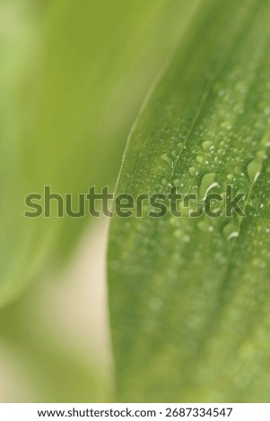 Smoke blurred selective soft focus leaf with water drops. Natural macro blur green, beige neutral background.