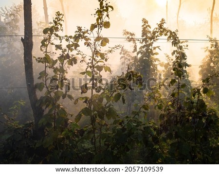 smoke from burning leaves over raspberry bushes in garden in autumn