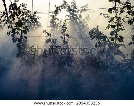 smoke from burning plants between raspberry cane in home garden in autumn twilight