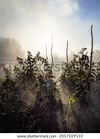 smoke from burning plants over raspberry bushes in home garden in autumn sunset