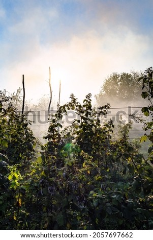 smoke from burning plants over raspberry cane in rural garden in autumn sunset