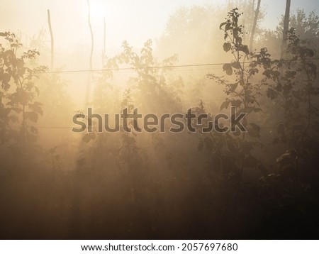 smoke from burning plants over raspberry cane in home garden in yellow autumn twilight
