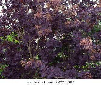 Smoke Bush Cotinuos Coggygria Royal Purple 