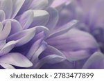 Smoke Close-up selective soft focus cream lilac, violet chrysanthemums Flower bud, Petals. Natural art blur macro background.