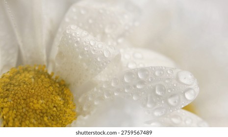 Smoke close-up selective soft focus Chamomile; aster; chrysanthemum Flower bud Petals with water drop. Natural blur beige, white pastel background.