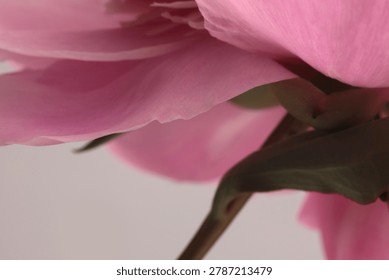 Smoke close-up selective  Soft focus cream beige, pink Peony Flower Petals, Leaf. Macro blur natural abstract background.
