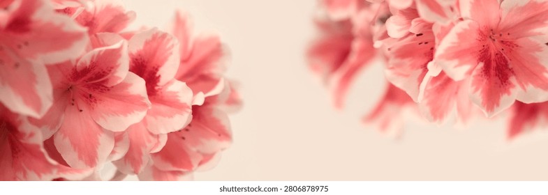 Smoke close-up selective soft focus cream beige pink Azalea Flower Petal bud bouquet. Macro blur natural horizontal background.