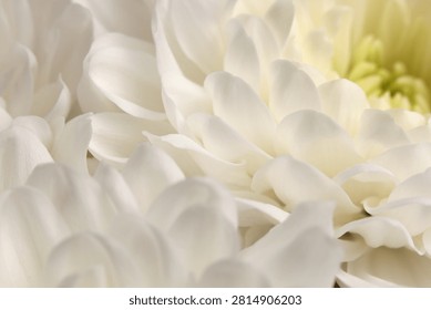 Smoke Close-up selective soft focus cream white beige, yellow chrysanthemums, aster Flower bud pestle; stamen Petals. Natural macro blur background