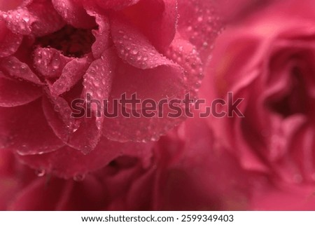 Smoke Close-up Selective soft focus red, pink Rose flower bud with water drop. Natural blur background.