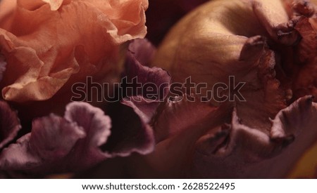 Smoke Close-up Selective soft focus pink, violet cream beige Iris Flower petal. Macro blur natural abstract background.