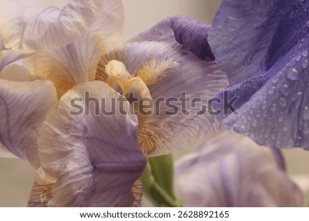 Smoke Close-up Selective soft focus violet, lilac, cream beige Iris Flower petal. Macro blur natural art abstract background.