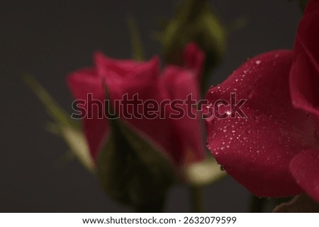 Smoke Close-up Selective soft focus red, pink Rose flower bud petal with water drop on gray black. Natural blur background.
