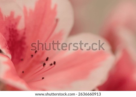 Smoke Close-up Selective soft focus pink Azalea flower petal bud bouquet. Macro blur natural abstract neutral beige gray background.