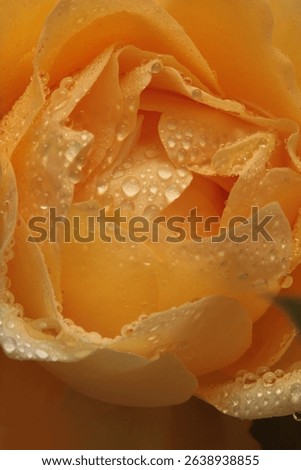 Smoke close-up selective soft focus Yellow, orange Rose Flower bud petal with water drop. Natural blur background.