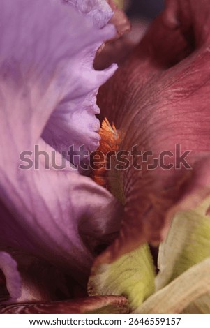 Smoke Close-up Selective soft focus cream violet, pink brown Iris Flower petal, pistil; stamen. Macro blur natural abstract background.