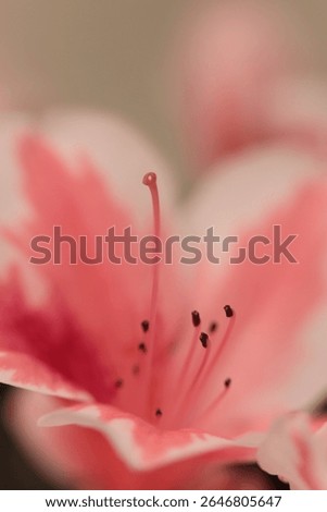 Smoke Close-up Selective soft focus beige pink Azalea Flower petal, pistil; stamen. Macro natural abstract blur background.