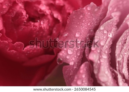 Smoke close-up selective soft focus pink, red  Rose Flower bud petal with water drop. Natural blur background.