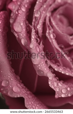 Smoke close-up selective soft focus cream pink beige Rose Flower bud petal with water drop. Natural blur background.
