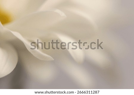 Smoke close-up selective soft focus cream white, beige Chamomile, chrysanthemum, aster Flower petals. Natural art blur neutral background.