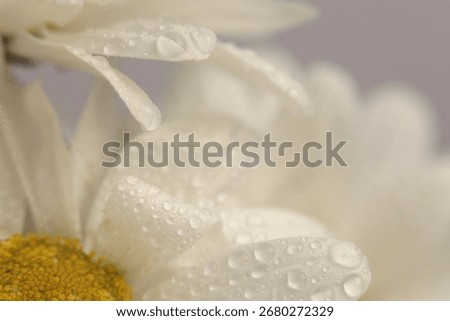 Smoke close-up selective soft focus Chamomile; aster; chrysanthemum Flower bud petal with water drop. Natural blur beige, white pastel background.