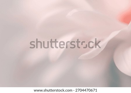 Smoke close-up selective soft focus cream white, beige, pink Chamomile, chrysanthemum, aster Flower petals. Natural art blur neutral background.