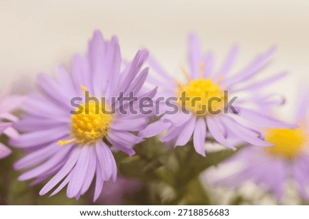 Smoke close-up selective soft focus light violet, lilac small chrysanthemum, aster Flower bouquet. Natural art blur beige background.