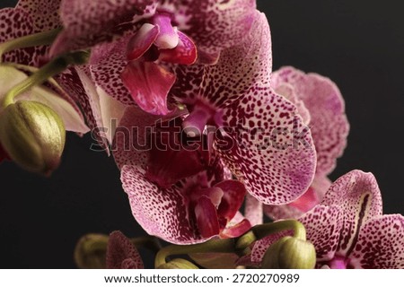 Smoke close-up selective soft focus Pink blots phalaenopsis Orchid bouquet on black. Macro blur natural abstract background.