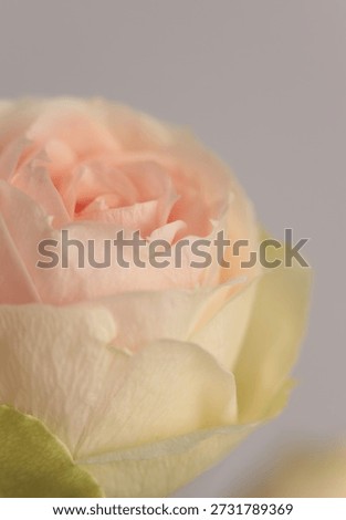 Smoke close-up selective soft focus cream beige, pink Rose Fower bud Petals. Macro Natural blur abstract background.