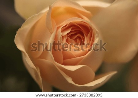 Smoke close-up Selective soft focus cream beige pink Rose Flower bud Petals. Nature blur natural abstract background.