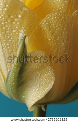 Smoke close-up selective soft focus Yellow Tulip Flower bud Petals with water Drops. Natural blur background.