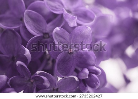 Smoke Close-up Selective soft focus violet,  Lilac flower. Macro blur natural abstract light background.