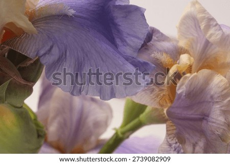Smoke close-up selective soft focus lilac violet, cream beige Iris Flower Petals, leaf. Macro blur natural art abstract background.