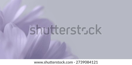 Smoke close-up selective soft focus cream blue, beige lilac Chamomile Flower petals. Natural art neutral horizontal background.
