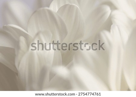 Smoke close-up selective soft focus cream white, beige Chamomile, chrysanthemum, aster Flower Petals. Natural art blur neutral background.