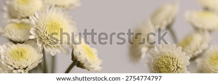 Smoke close-up selective soft focus white chrysanthemum Flower bouquet. Natural art blur horizontal background.