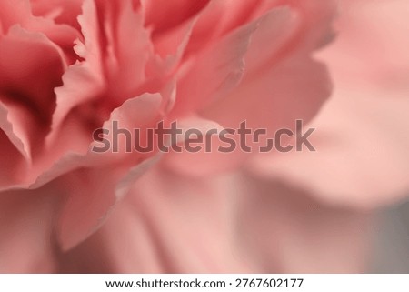 Smoke Close-up selective soft focus cream pink carnation Flower bud, Petals. Natural art blur macro background.