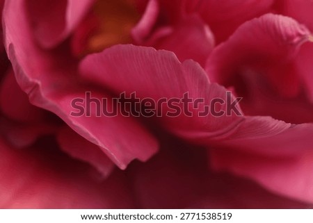 Smoke close-up selective soft focus pink, red Tulip Flower Petals, leaf. Macro blur natural art abstract background.