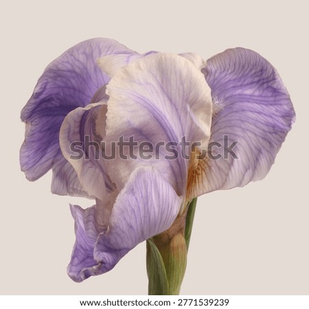 Smoke close-up selective soft focus cream beige, violet lilac Iris Flower petals bud on gray. Art natural abstract background.