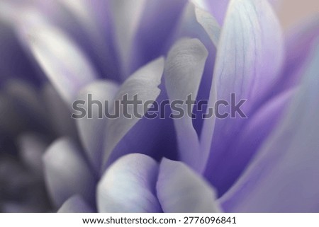 Smoke Close-up selective soft focus cream lilac, violet blue chrysanthemums Flower bud, Petals. Natural art blur macro background.
