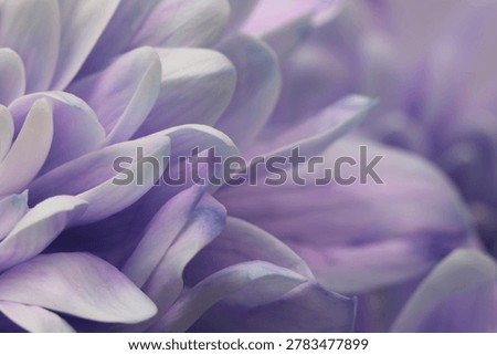 Smoke Close-up selective soft focus cream lilac, violet chrysanthemums Flower bud, Petals. Natural art blur macro background.
