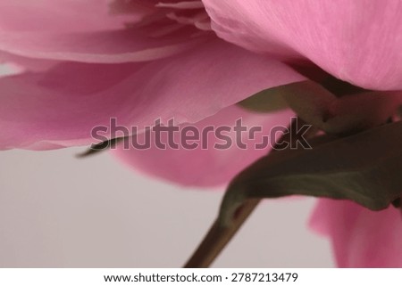 Smoke close-up selective  Soft focus cream beige, pink Peony Flower Petals, Leaf. Macro blur natural abstract background.