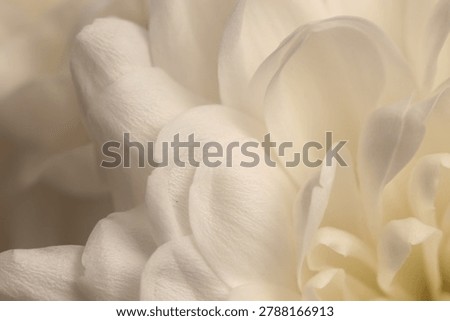 Smoke close-up selective soft focus cream white beige chrysanthemums, chamomile, aster Flower bud Petals. Natural macro blur background