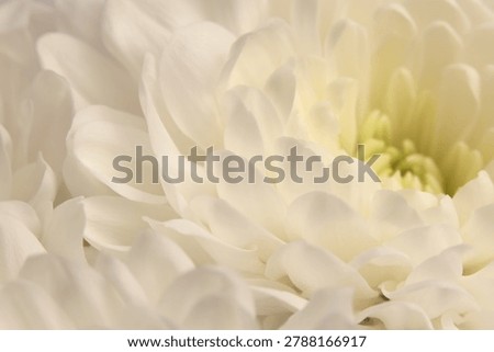 Smoke close-up selective soft focus cream white beige chrysanthemums, chamomile, aster Flower bud Petals. Natural macro blur background