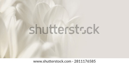 Smoke close-up selective soft focus cream white, beige Chamomile, chrysanthemum, aster Flower Petals. Natural art blur neutral light horizontal background.