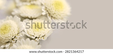 Smoke close-up selective soft focus white, yellow chrysanthemum, aster Flower petal bouquet on beige gray. Natural art horizontal neutral background.