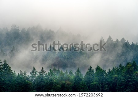 A smoke coming out of a forest full of different kinds of green plants in Canada